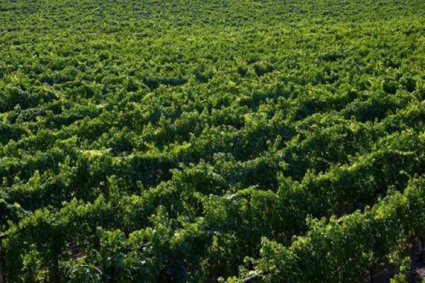 Wein und Spirituosen