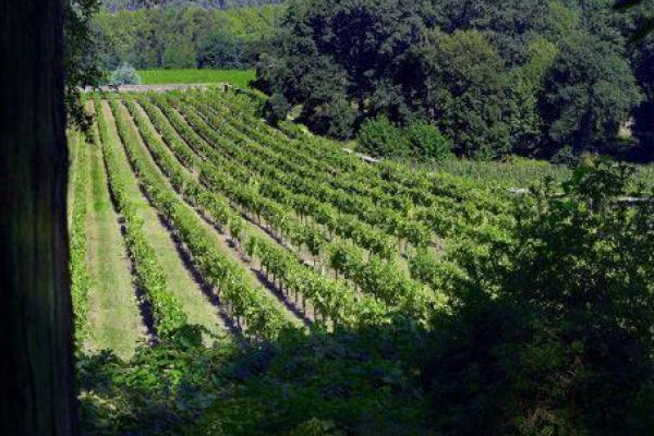 Wein und Spirituosen