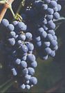 Alfrocheiro