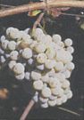 Alvarinho