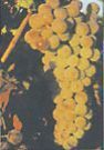 Moscatel de Setúbal